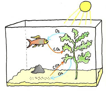 cá thải co2 trong hồ thủy sinh