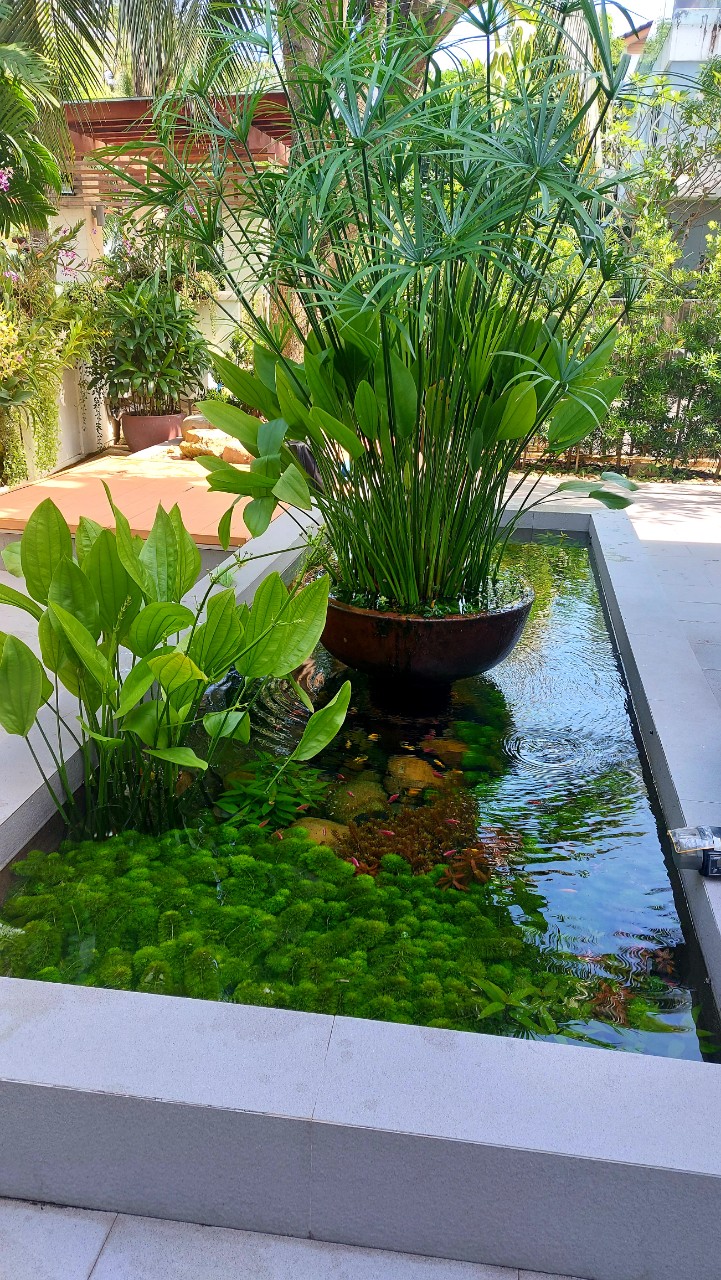 cây thủy sinh tiểu bảo tháp
