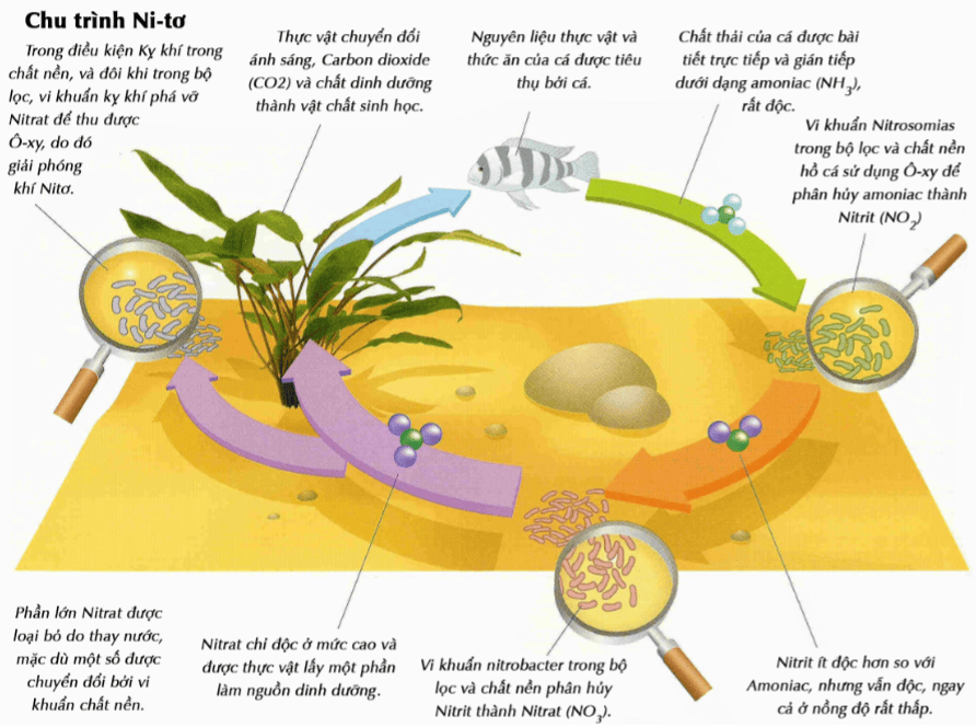 hệ thống lọc hồ thủy sinh