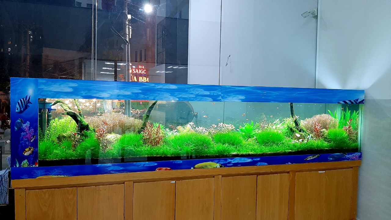 nền trộn cao cấp của thủy sinh dương lâm