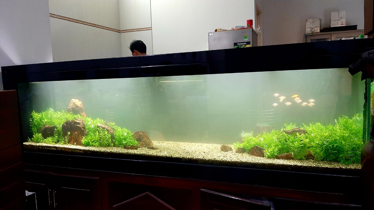 nước hồ thủy sinh đục vật lý