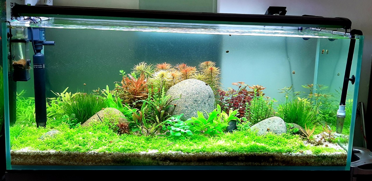 đèn uv xử lý nước đục hồ thủy sinh